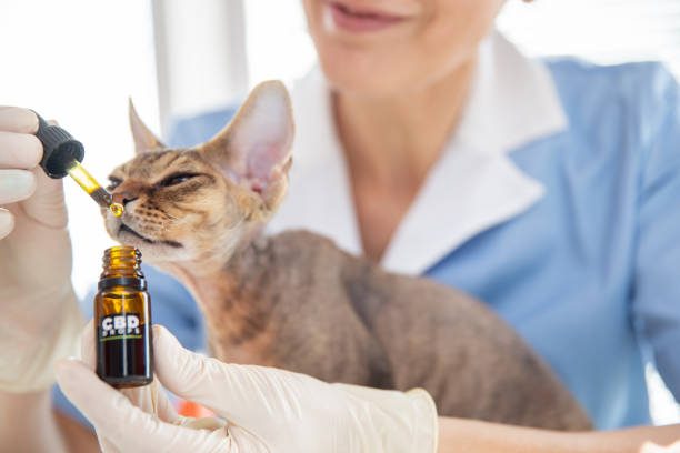 Different Types of CBD Oil Available for Cats