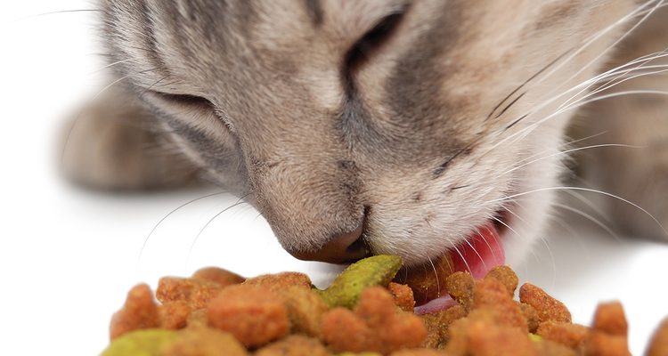 CAT NUTRITION THAT YOU MUST CONSIDER